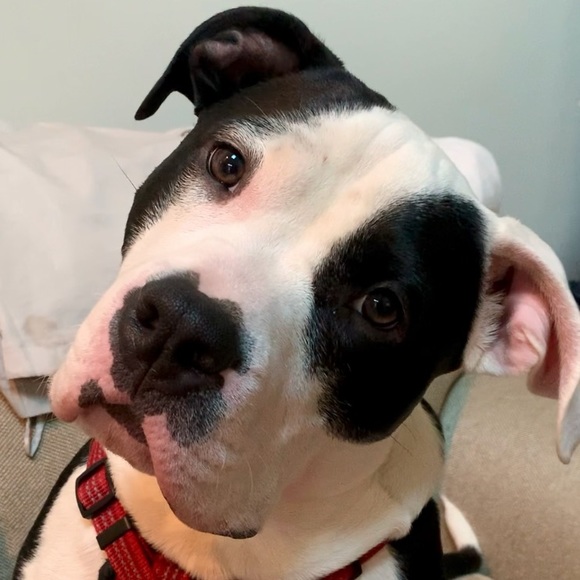 Meet your Posher, Sandy🌸 - Picture 5 of 6